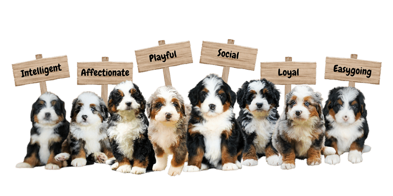 Premium Bernedoodle Paradise logo