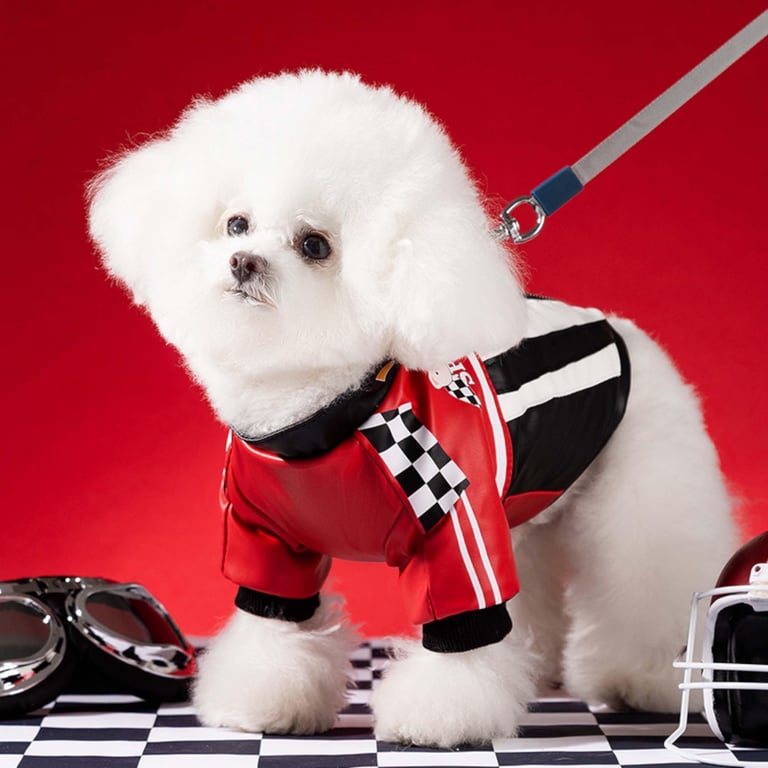 Perrito con outfit rojo de carreras para galeria de fotos