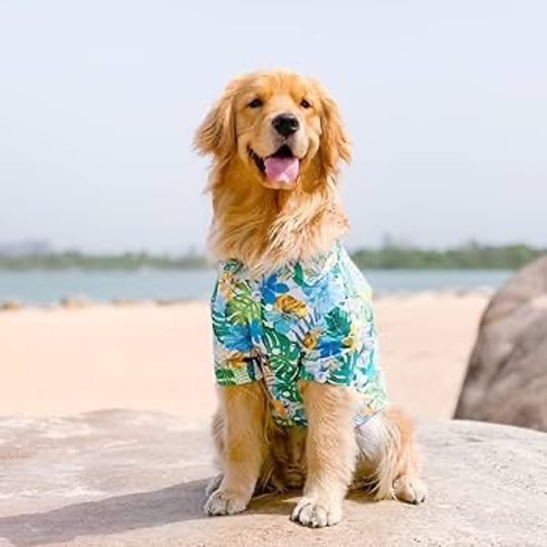 Perro con outfit de camisa de playa para galeria de fotos