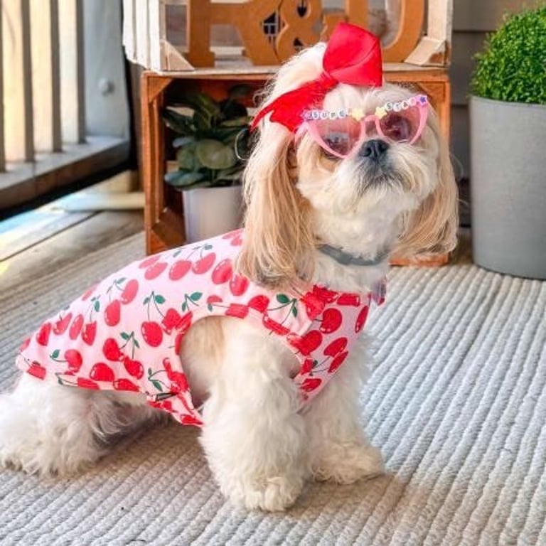 Perrita con outfit de cerezas para galeria de fotos