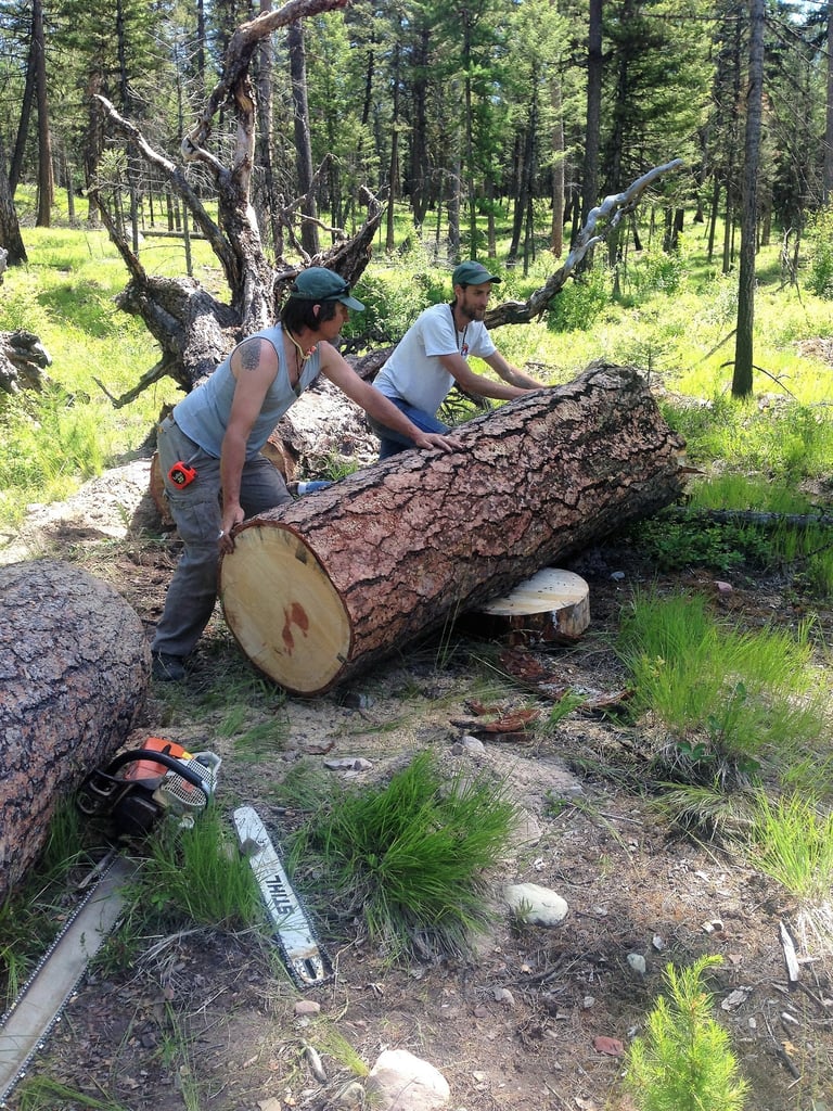 Ponderosa Pine