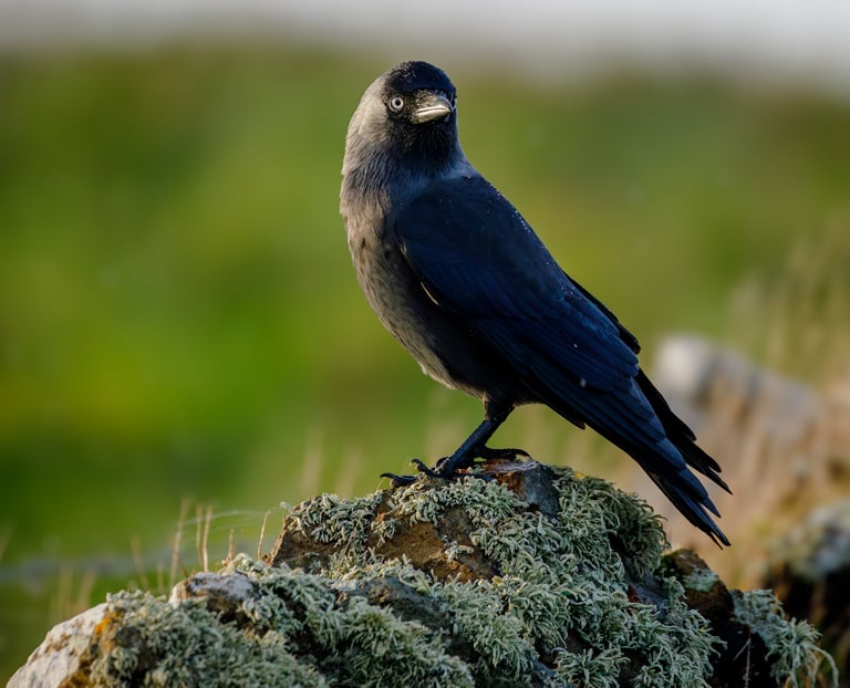 Jackdaw on the rock