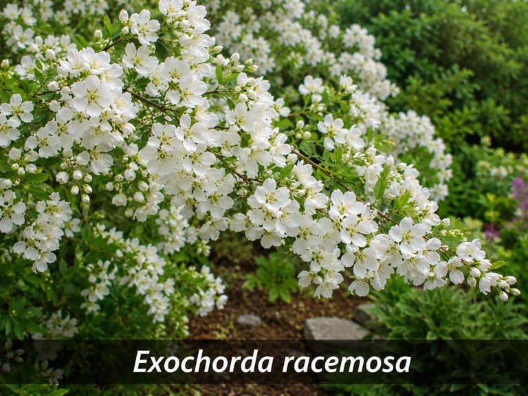 La fleur Exochorda racemosa