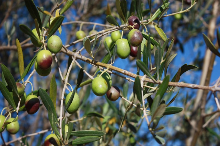 The olives from the olive groves at Domaine Des Lucques