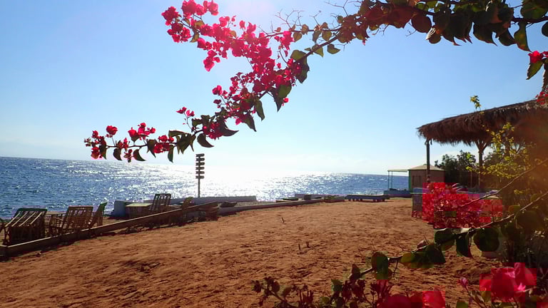 Flowers in front of the sea at Bedouin star Egypt