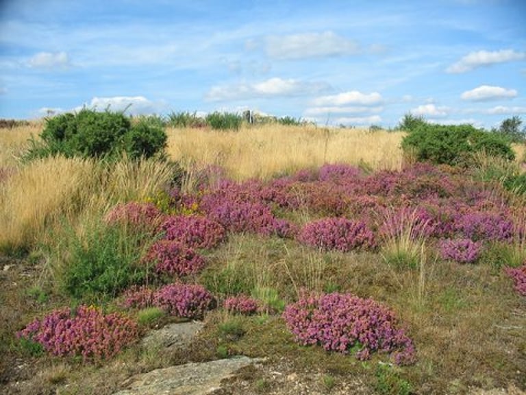 Paysage naturel des landes de Saumos au cœur du Parc naturel régional du Médoc, entre bruyères, pinè