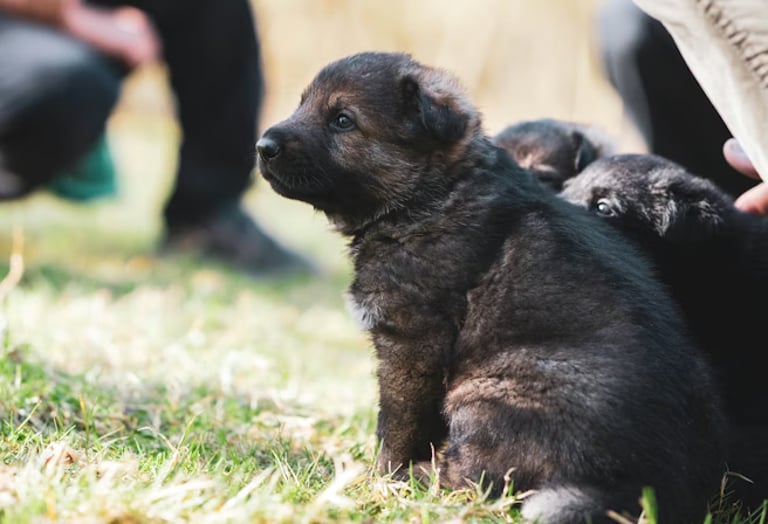 a-cheerful-puppy-sitting-attentively-during-a-training-session-in-a-sunny-park