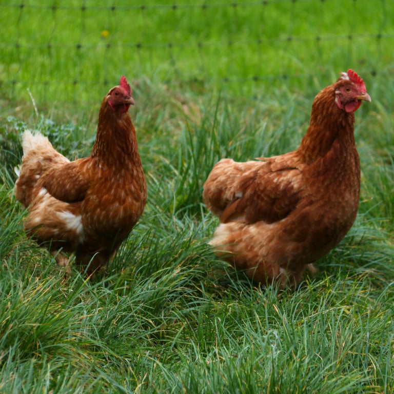 Pasture-raised hens at Ecolibrium Farm, Bowral Southern Highlands NSW
