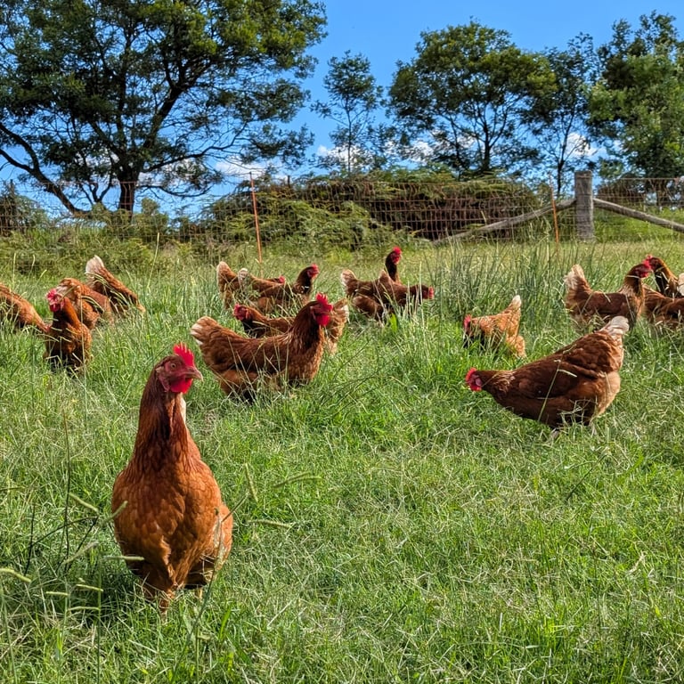 Free-range hens on open pasture, Ecolibrium Farm Mittagong Bowral Southern Highlands