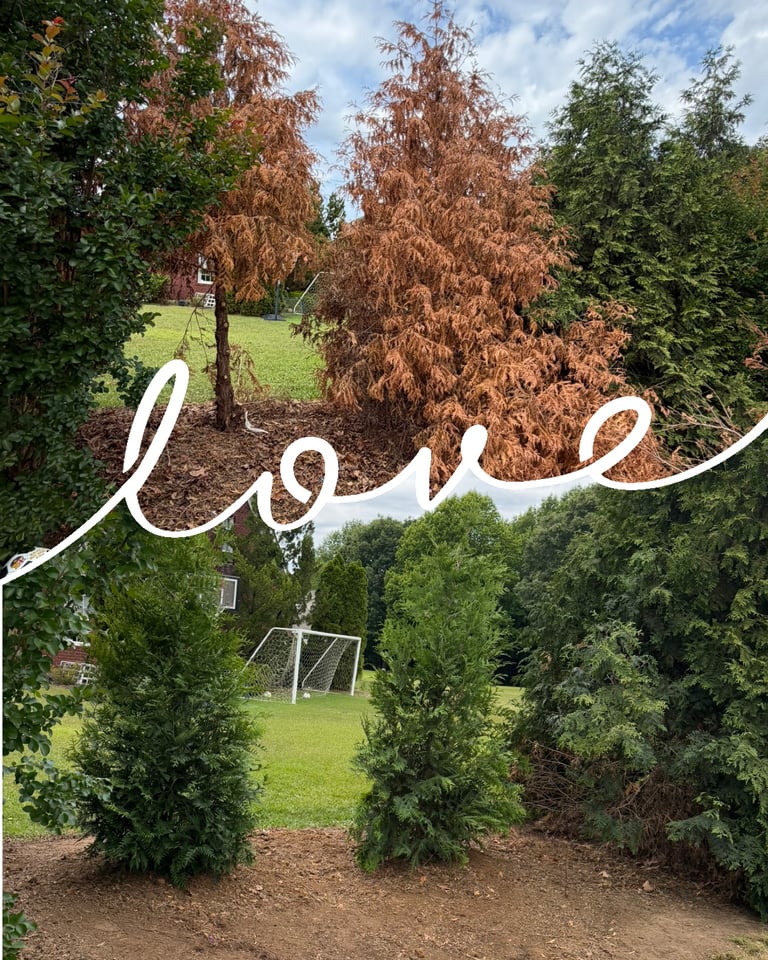 Wilson NC Lawn Care Services | Rubio's Lawn Care & Landscaping