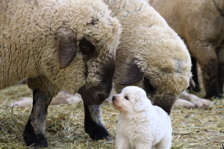 Perro protector de ganado trabajando junto a ovejas