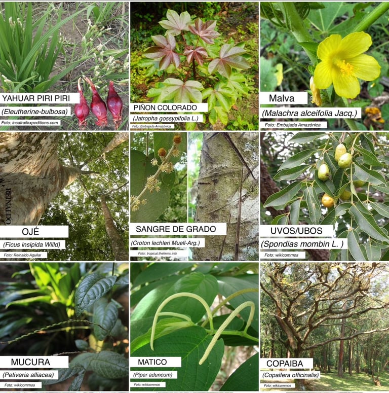 A grid of nine Amazonian medicinal plants including Sangre de Grado, Matico, and Copaiba with botanical names.