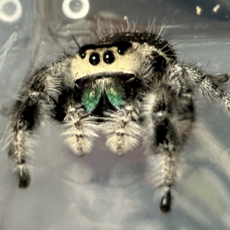 Jumping Spider