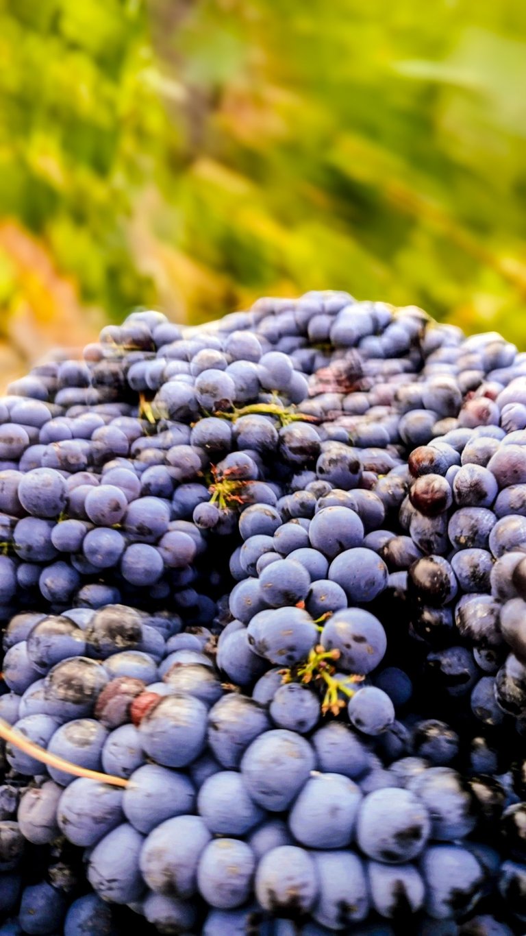 uve a bacca rossa appena raccolte