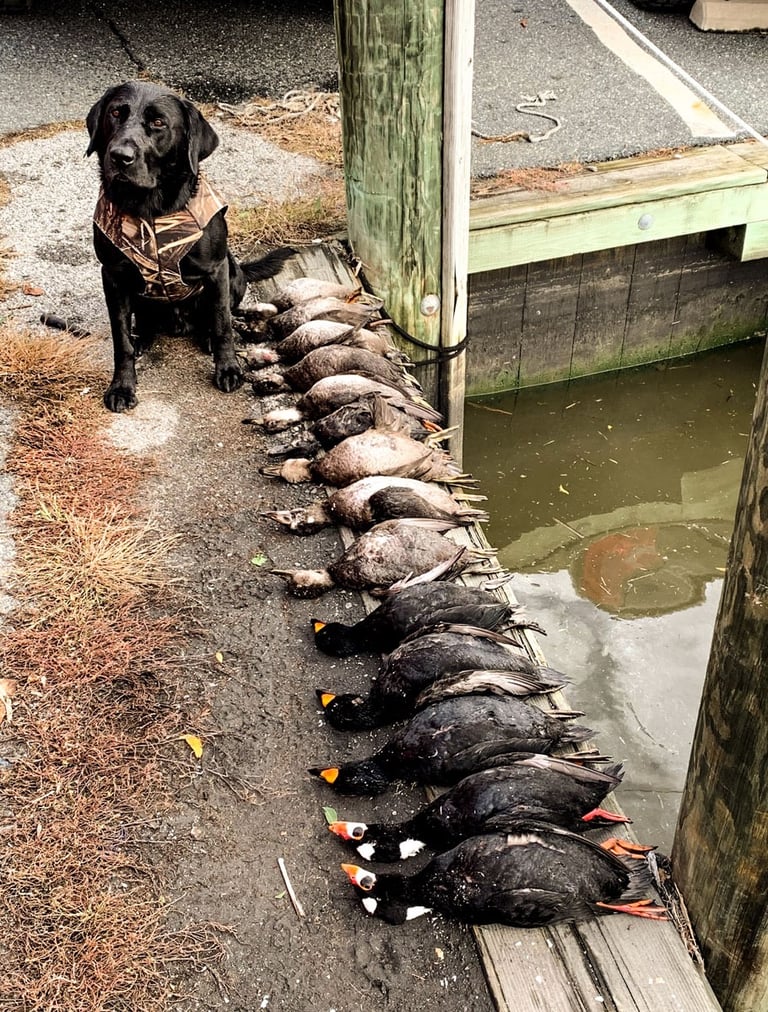 A black lab in a camo vest sitting on a dock next to a long row of harvested sea ducks.