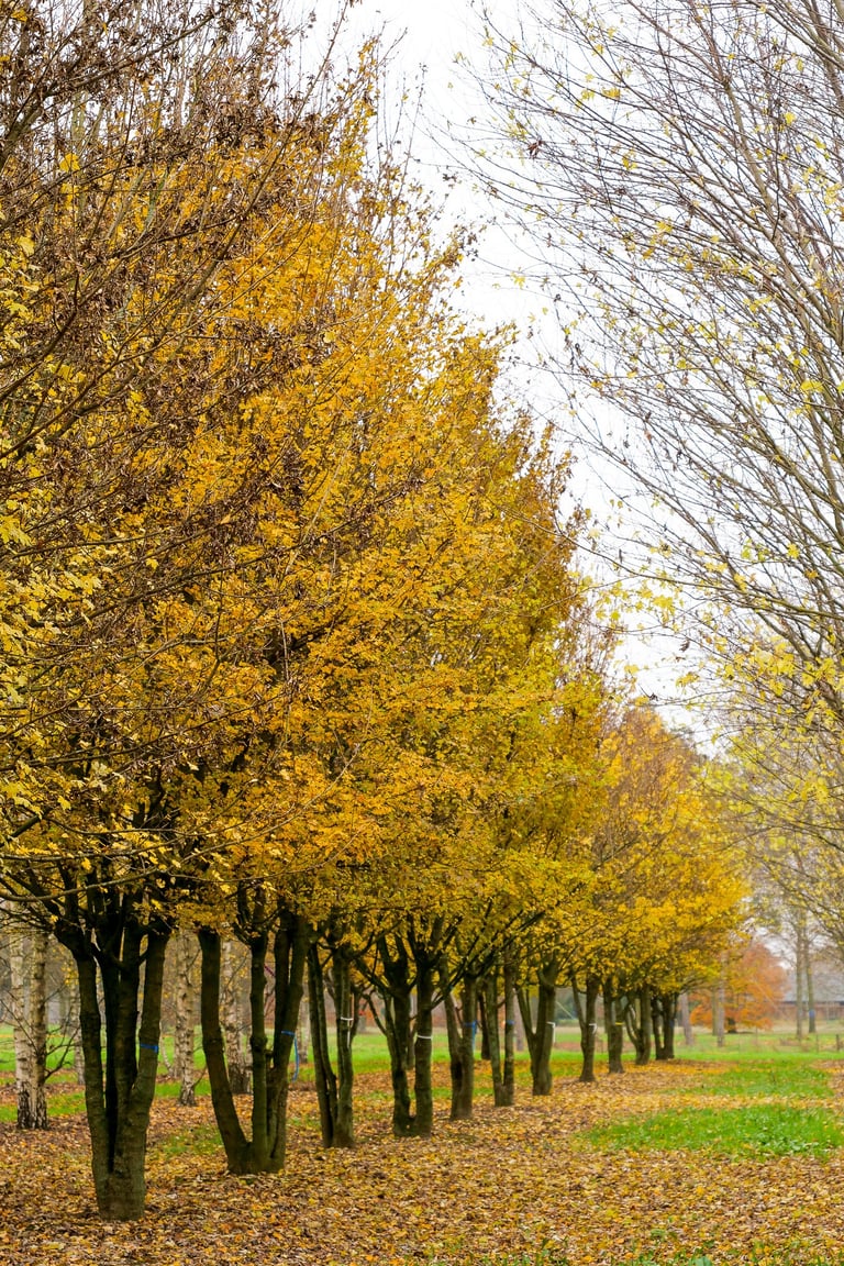Alignement d’arbres d’ornement créant un cadre verdoyant autour de la Résidence Santini