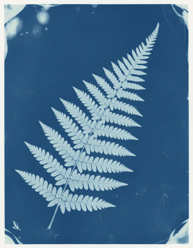 cianotipia de helecho monterrey