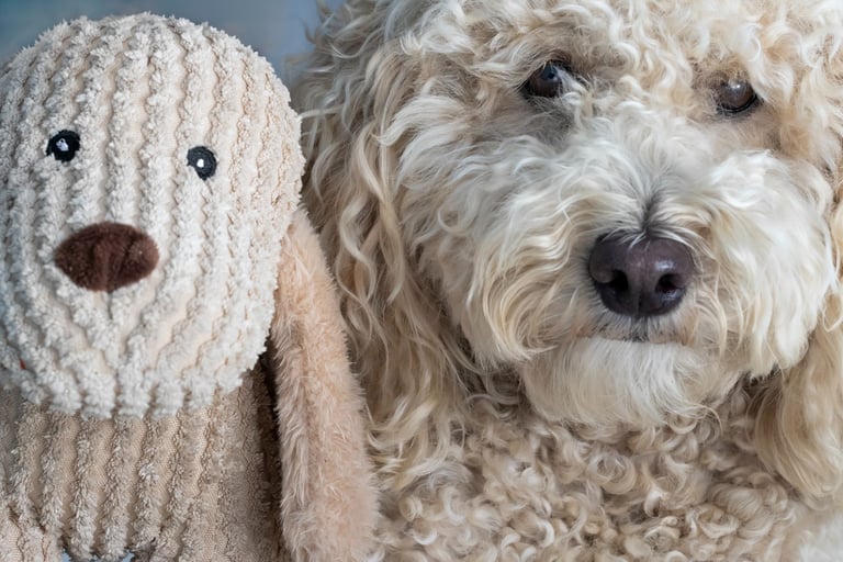 montreal dog photography