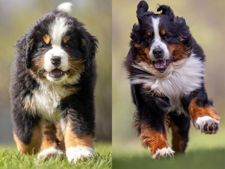 Montreal dog cat horse photographer Ilana Block