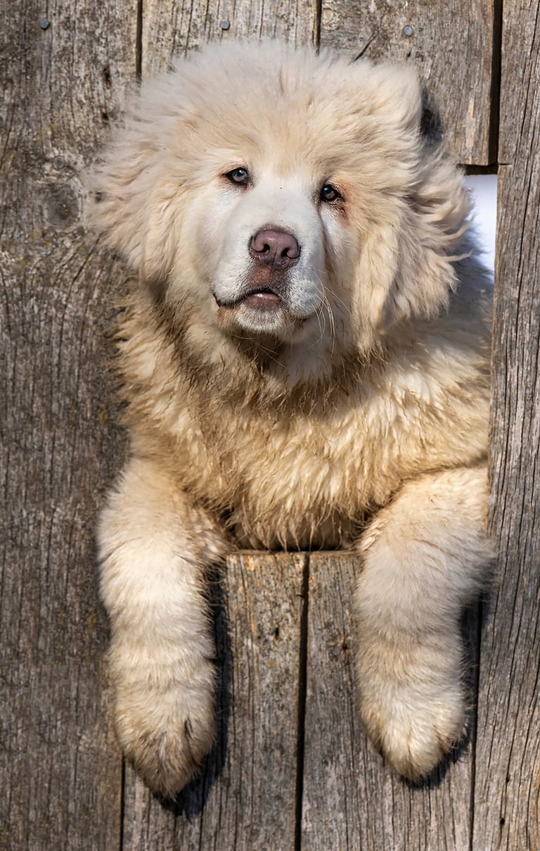 Montreal pet photographer Ilana Block