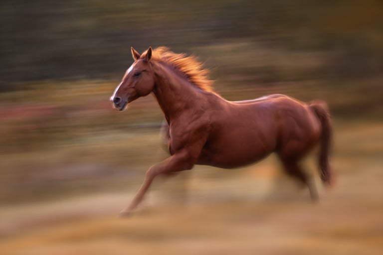 montreal horse photographer ilana block