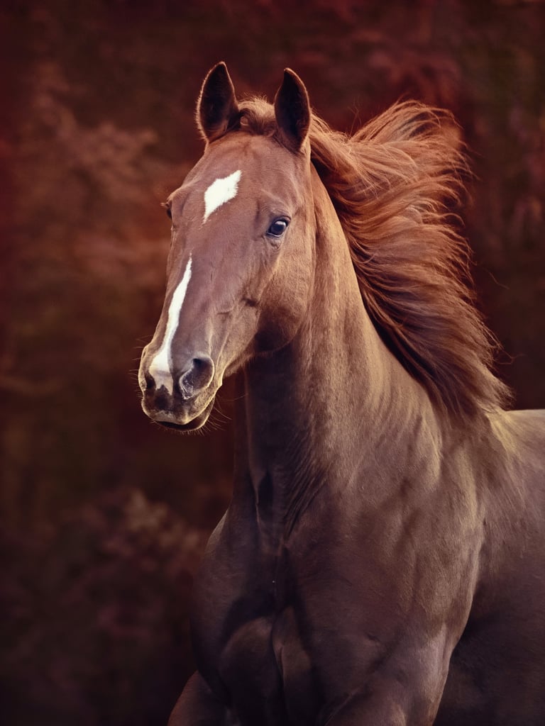 montreal horse photographer Ilana Block