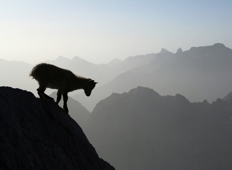 un jeune bouquetin dans le Mercantour