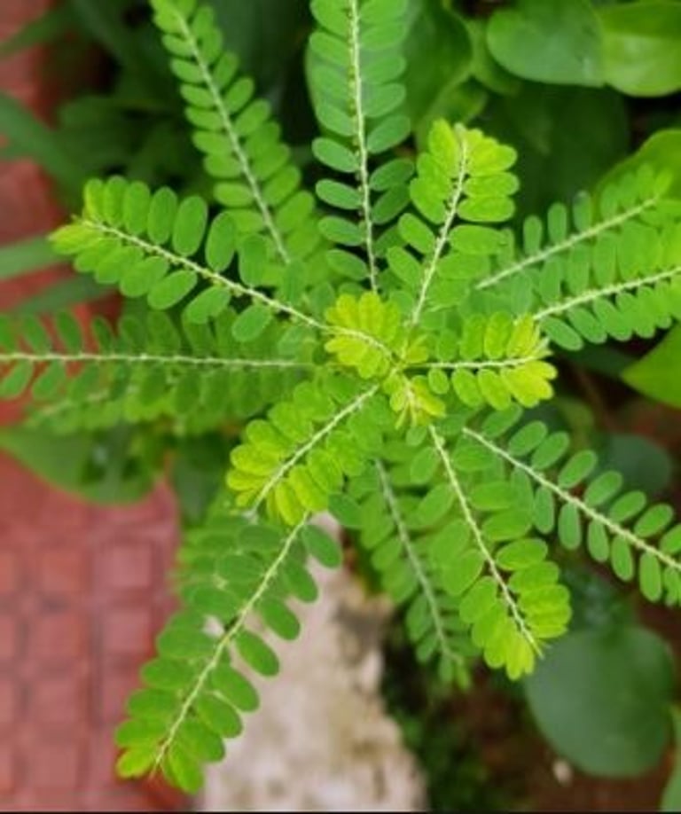 Phyllanthus niruri stone breaker plant, also known as Chanca Piedra, Bhumi Amla, or Quebra Pedra
