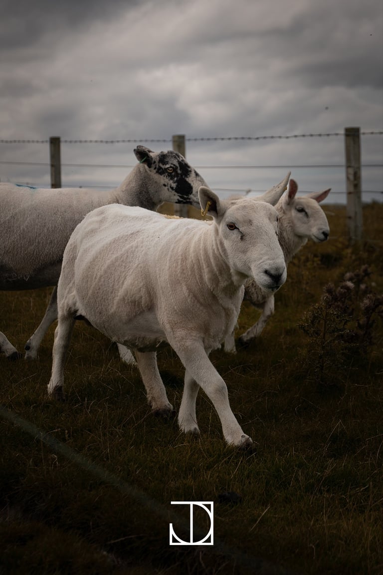 photo portrait mouton nuage clôture