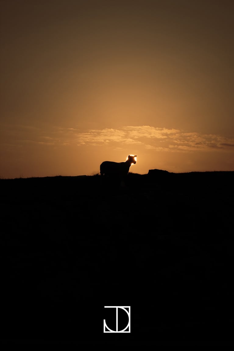 photo mouton soleil coucher-de-soleil contre-jour silhouette