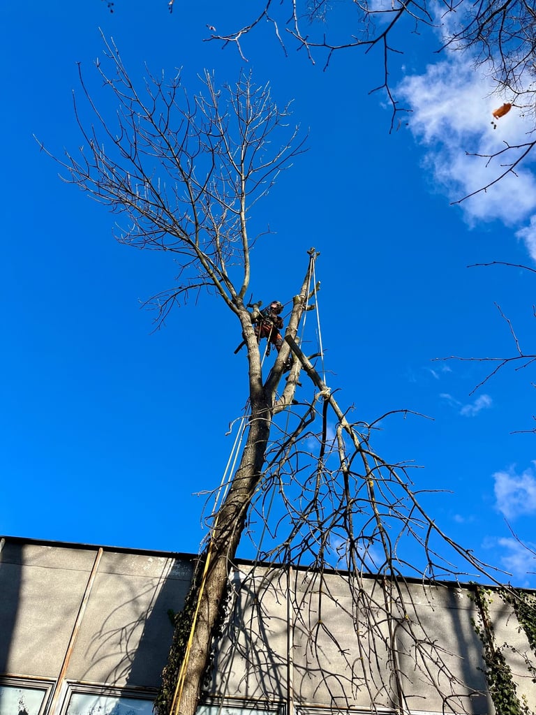 Arborista provádí rizikové kácení stromu a bezpečné rozebírání koruny pomocí lanové techniky.