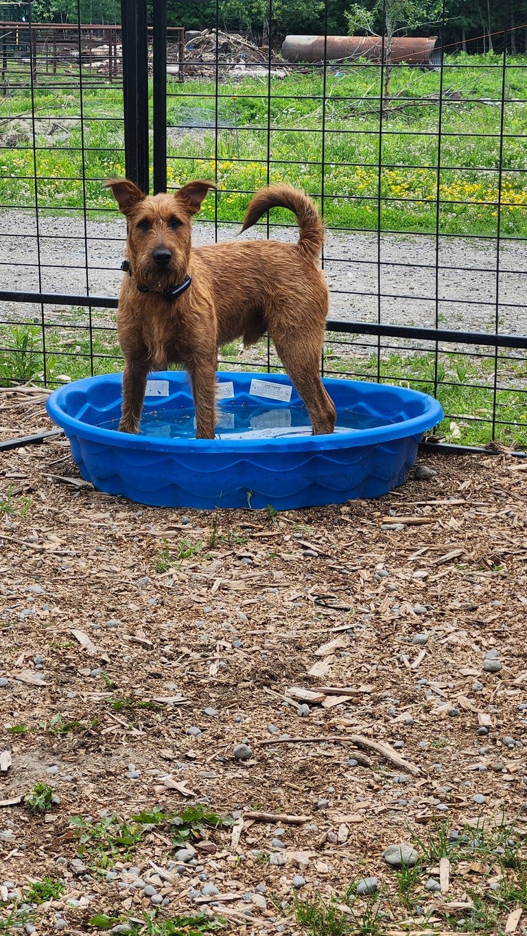 A brown Irish Terrier dog standing in a blue plastic kiddie pool outdoors to stay cool.