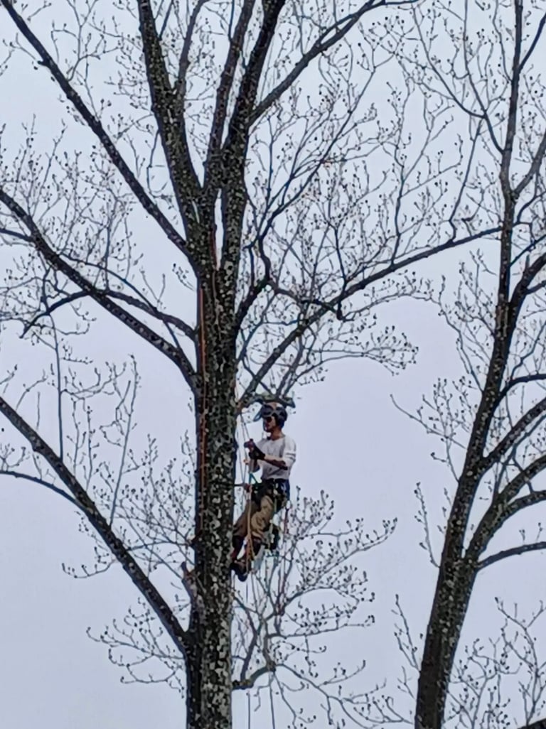 Professional Tree Trimming in Newton, NC