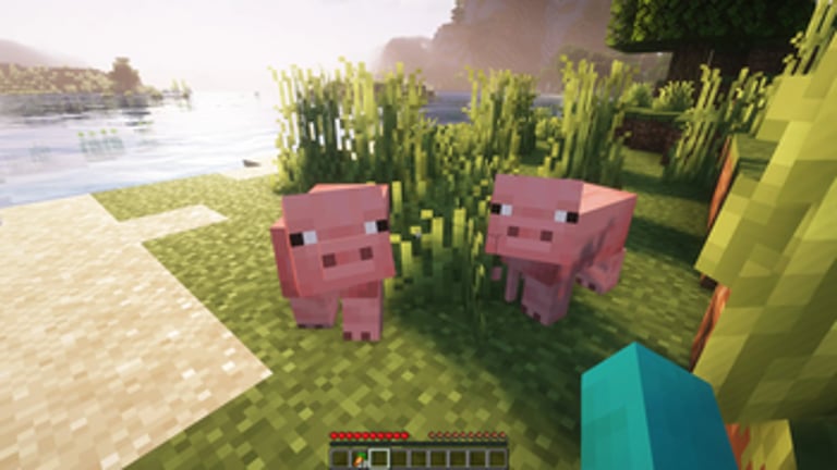 Pigs still following without a carrot