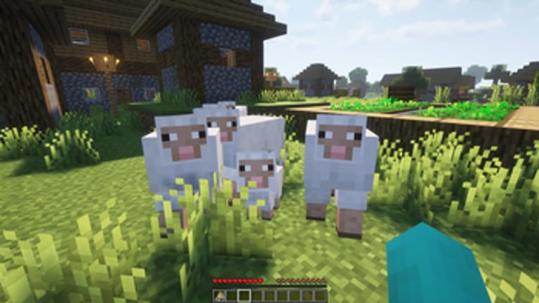 Sheeps following without wheat