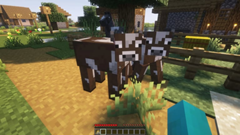 Cows still following without wheat