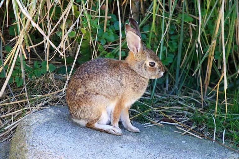 Swamp Rabbit