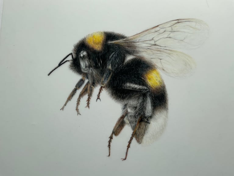 Bee