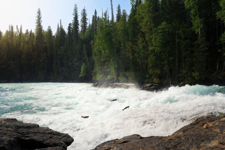 saumon qui remonte un fleuve