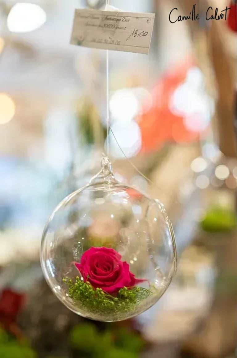 Gros plan sur une rose rouge dans ce reportage photo          