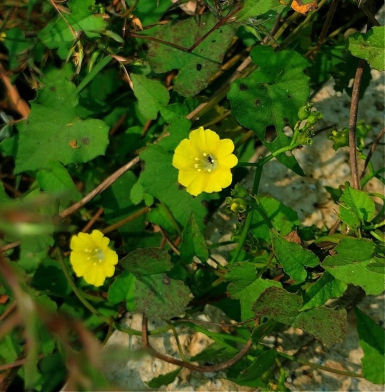 Merremia hederaceae plant with flowers