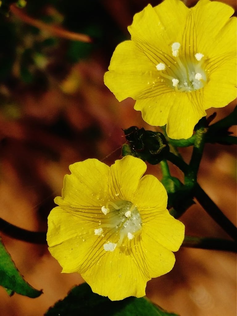 Flowers of Merremia headeraceae noticed at Mallaram Village of Nizamabad, Telangana