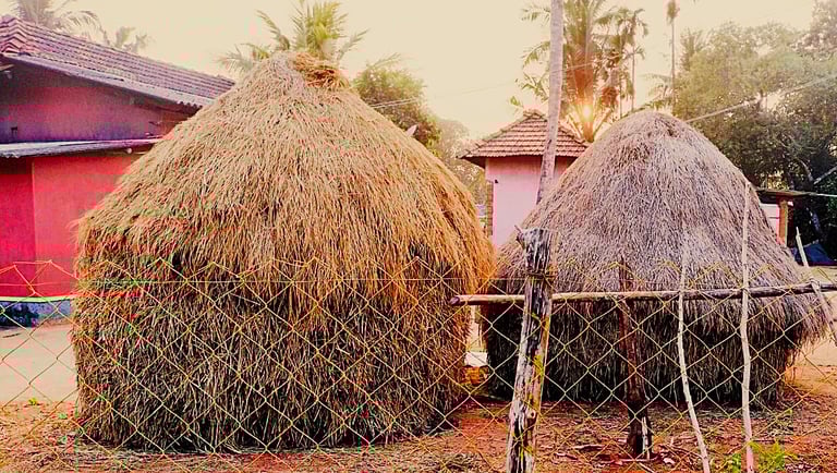 Storing of paddy straw for fodder purpose at coastal villages of Karnatak