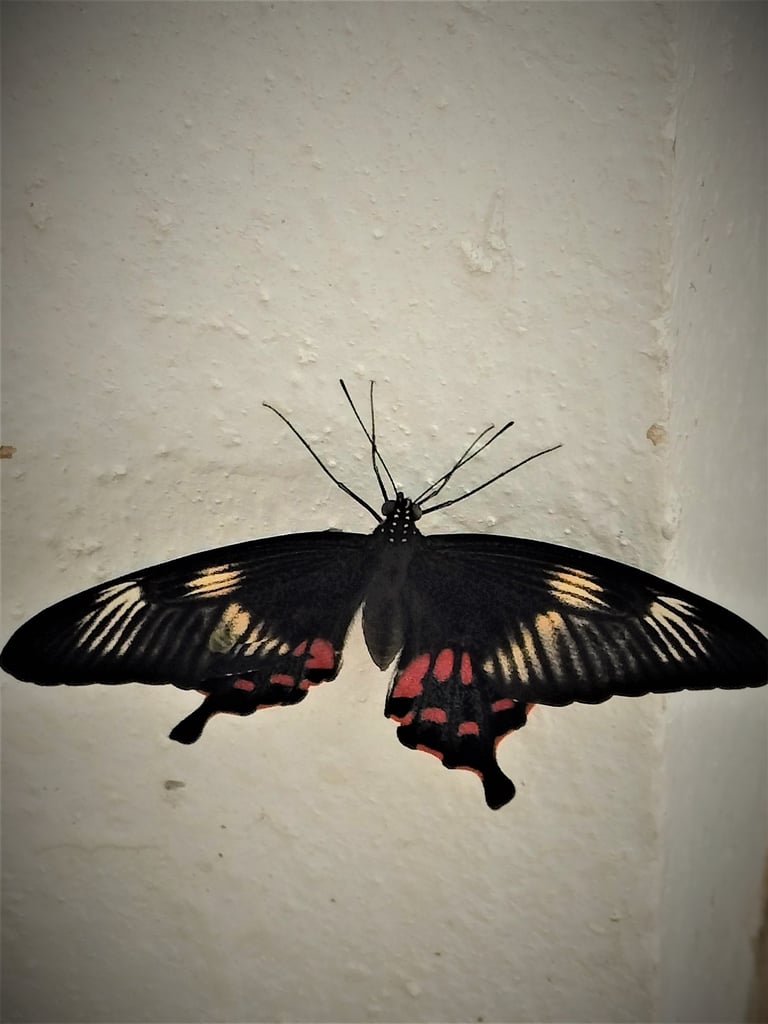 Swallotail Butterfly noticed in residential of Nizamabad, Talangana 