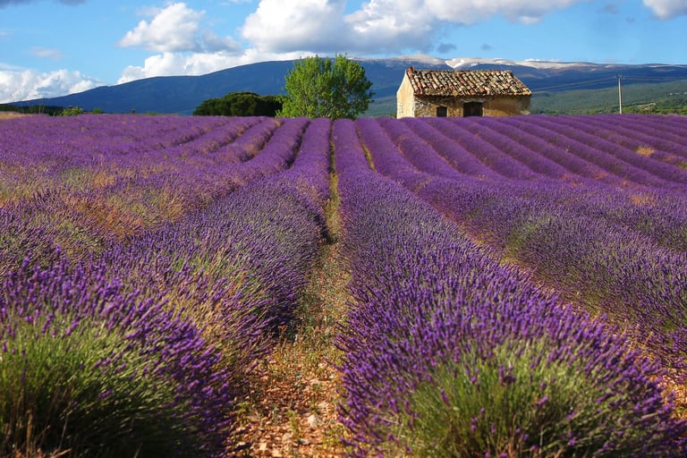 Lavender in bloom near Tricastin, close to the mas l'Enclos du Soleil le Vent