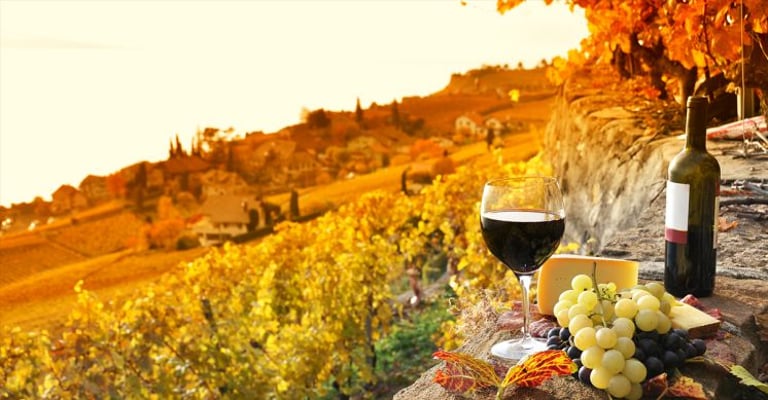 Wine tasting experience in the vineyards of Drôme Provençale, a region in Southern France