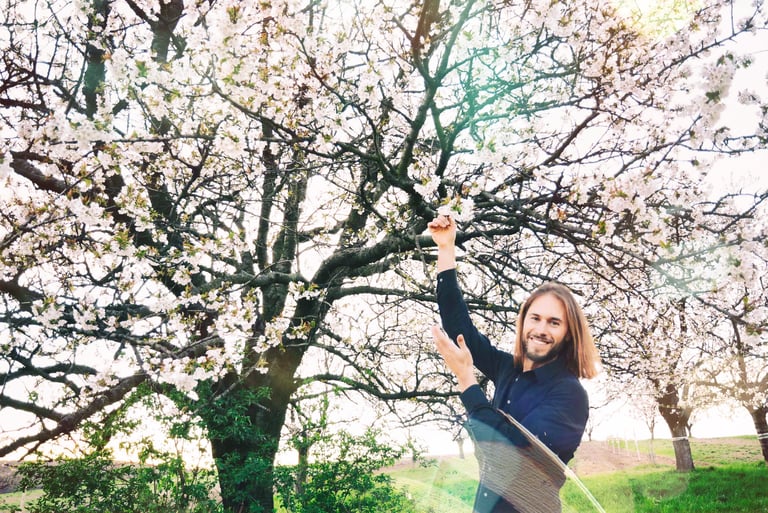 Streuobstwiese mit blühenden Kirschbäumen in der Kirschblütenregion Neusiedler See