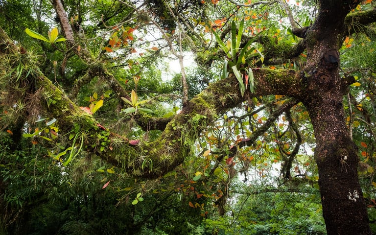 albero di avocado nel parco archeologico di Palenque in Messico