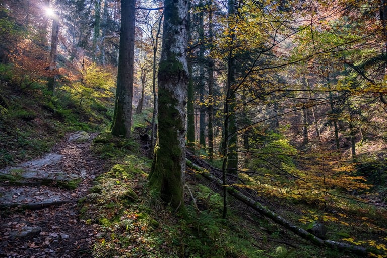 foresta in autunno nel pieno dei colori autunnali