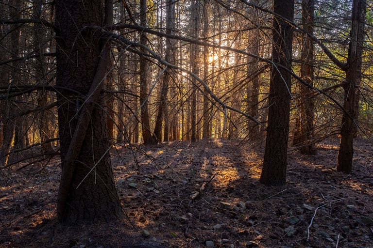 luce filtra tra i tronchi di una pineta